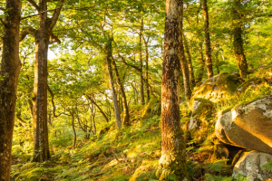 Welsh ancient woodland with dappled sunlight