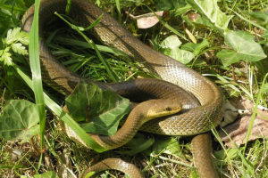 An Aesculapian snake in Regent’s Canal in London