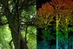 close up of trees in a woodland 