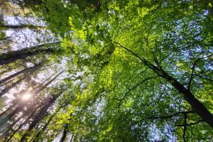 An image looking up at trees from the ground