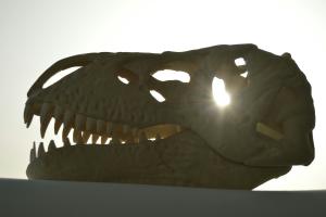 Picture of a dinosaur skull