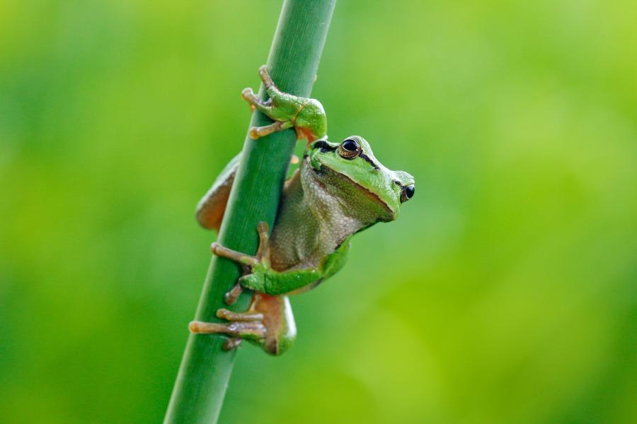 Frog holding on to tall grass.