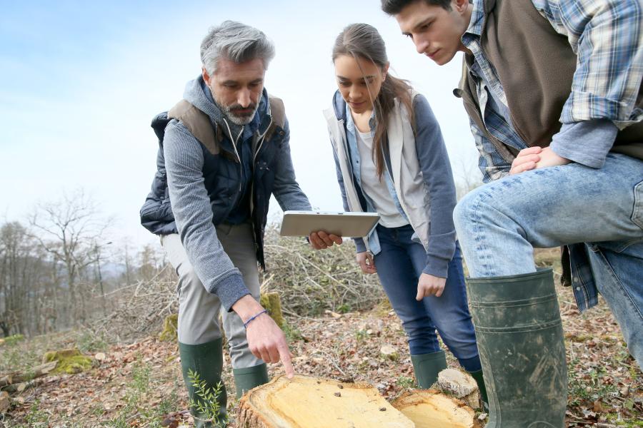 Students and lecturer analysing at a tree stump
