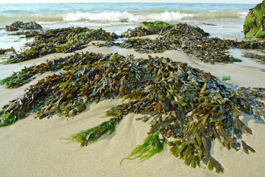 Seaweed on the shore 