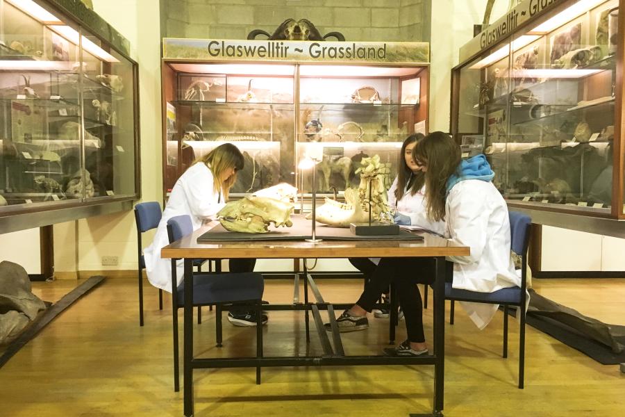 A small group of students working together on project in Bangor's natural history museum