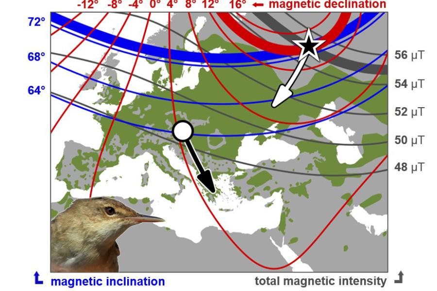 Map showing Reed warbler migration and  magnetic declination