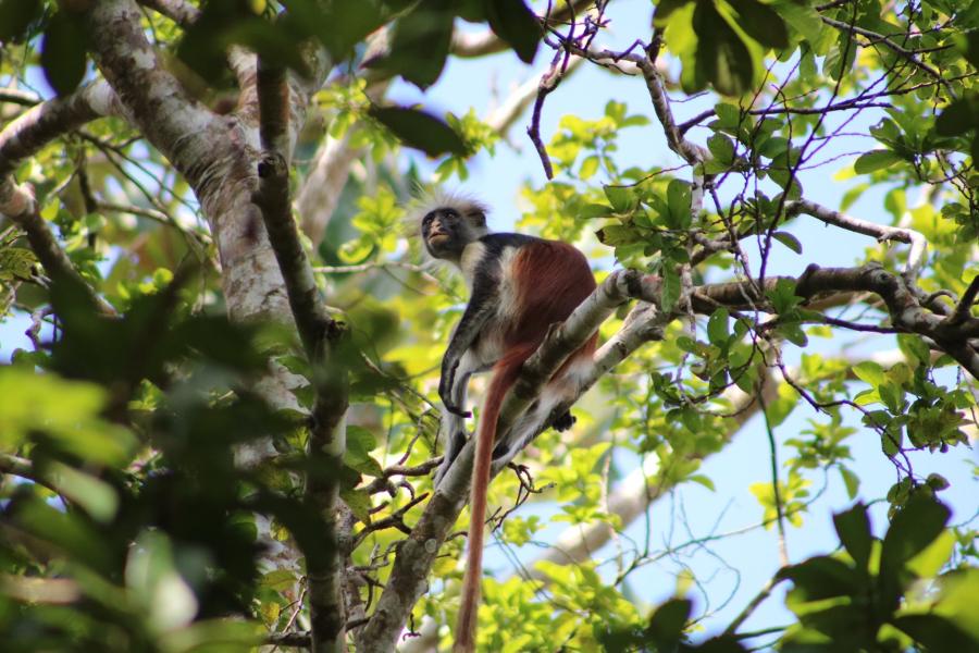 A monkey sits in a tree.