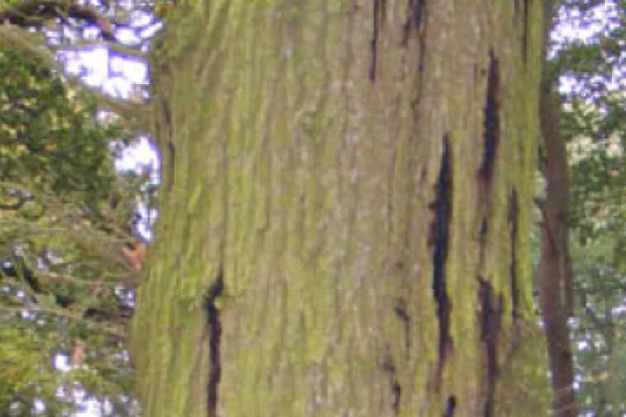 A tree trunk with discolouration