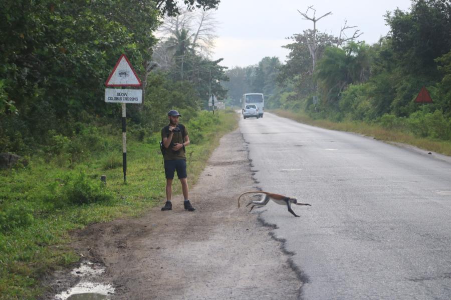 Male stands at side of road with video camera as monkey dashes across road. Myfyriwr 