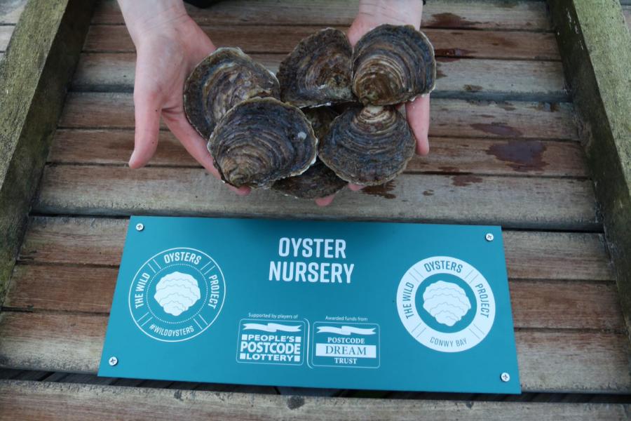 Hands hold oysters above a turquoise plaque marking the Oyster Nursery and funders