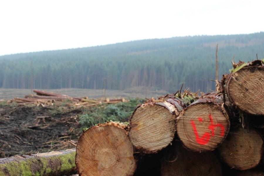 Some felled tree trunk ends close up with partly felled woodland in background.