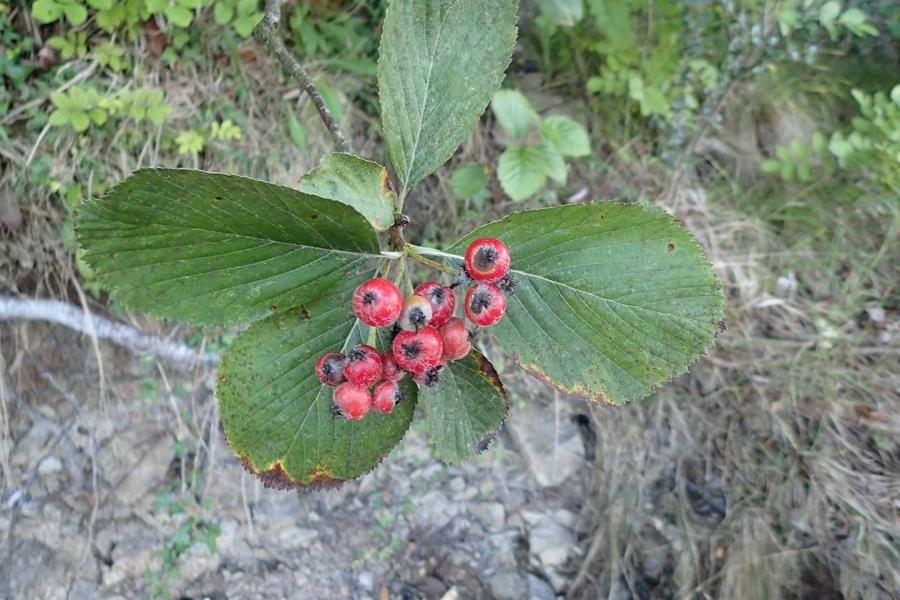 Menai Whitebeam Berries