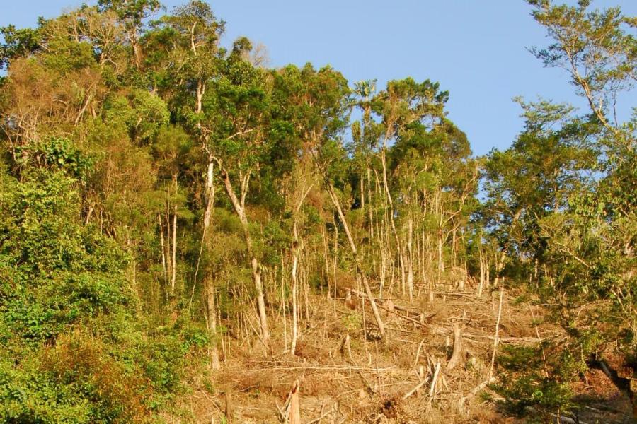 Woods showing clearance on a hillside