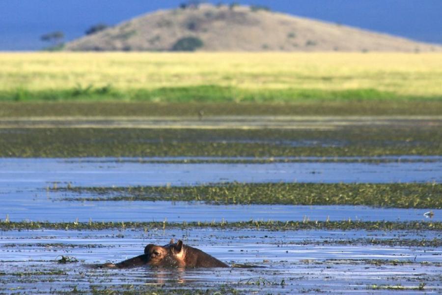  hippo face emerges above the water 