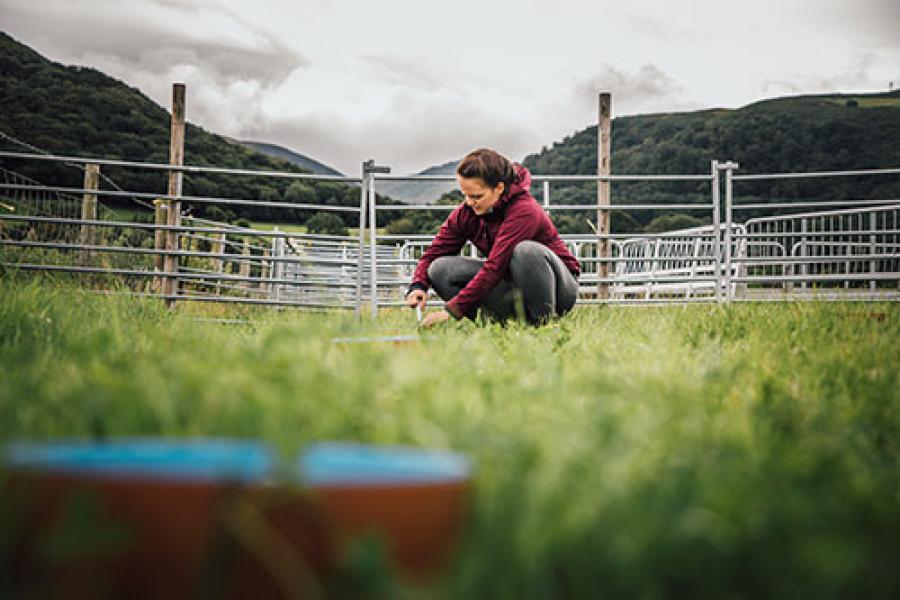 Henfaes Research Farm