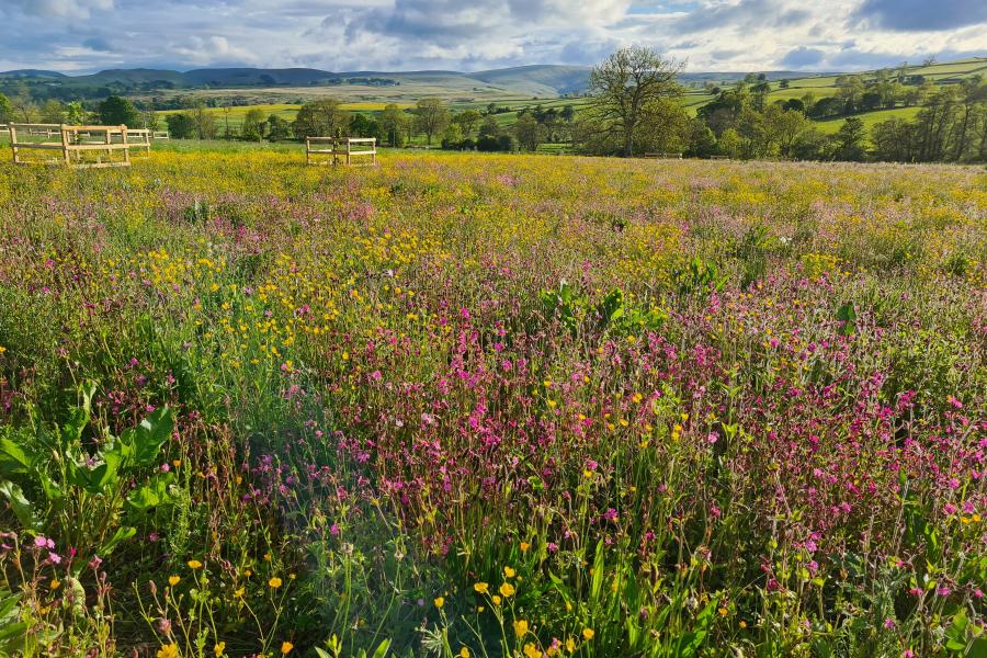 A field of wild flowers with hills in distance