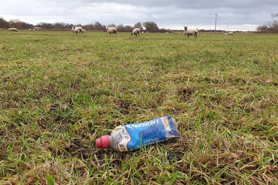 Gprweddai potel plastig, wedi ei thaflu , yn y cefndir mae defaid yn pori mewn cae.A plastic bottle lies discarded in the foreground, while sheep graze in the field