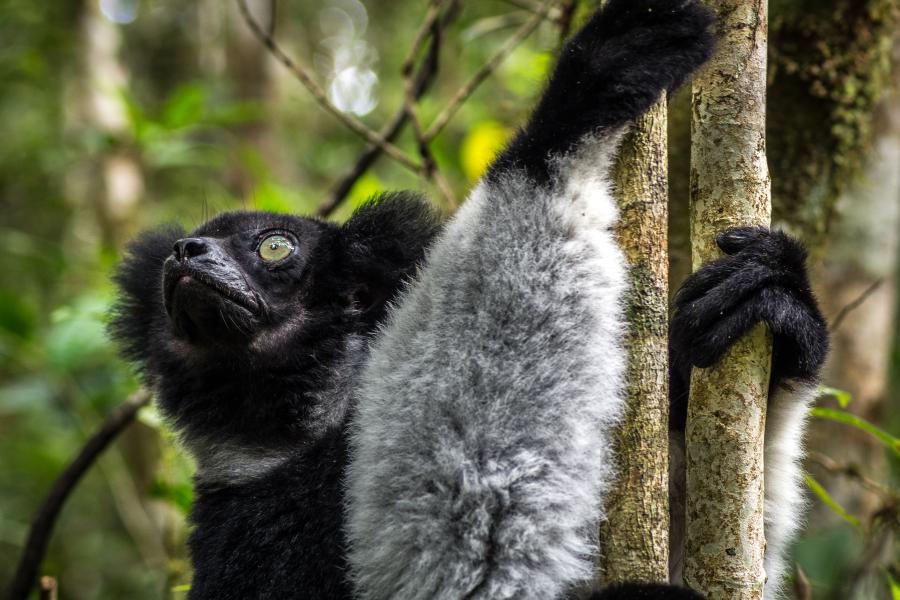 An Indri clings on to a tree and looks out of the image. They are very fluffy and have large prominent eyes.