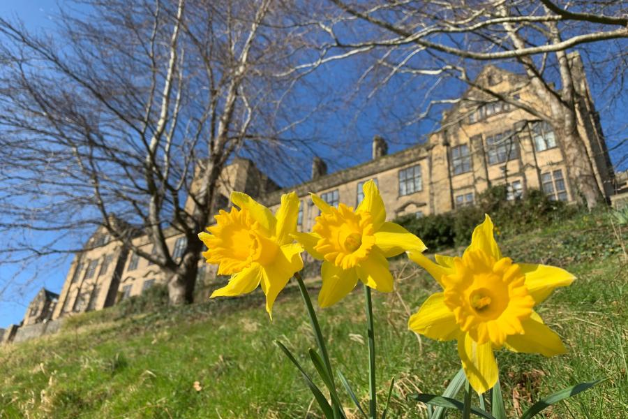 Main Arts Building, Bangor University with daffodils in the foreground