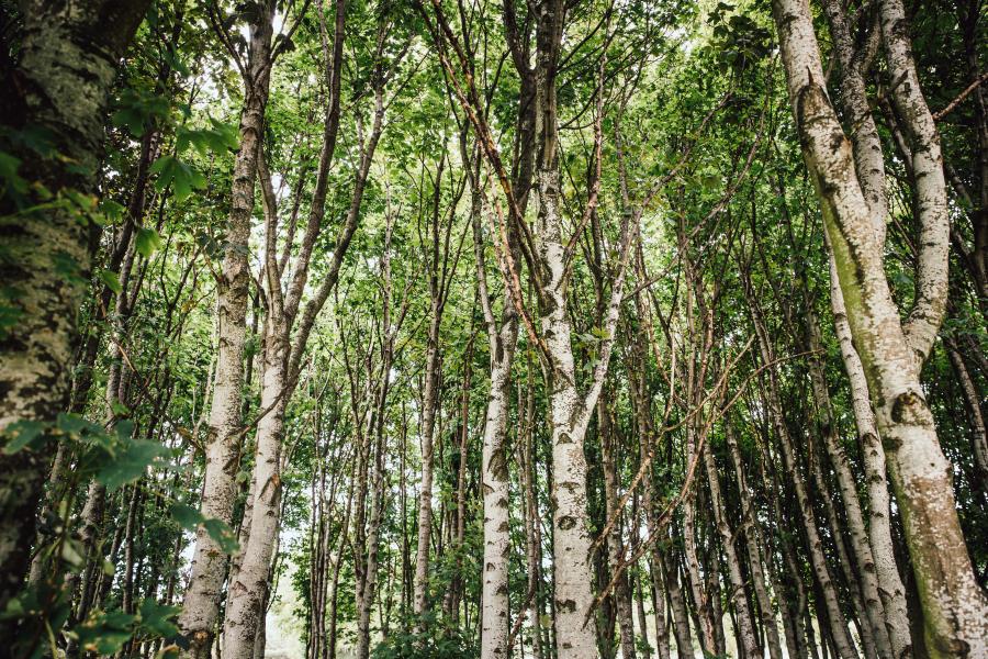 A full frame image of narrow tree trunks and leaves