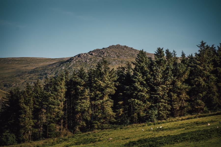  Pinwydd yn sefyll o flaen crib mynydd.