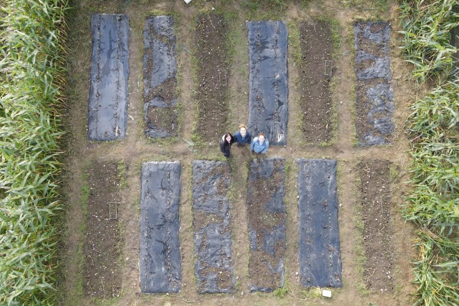 Aerial photograph of three people looking up from maize plot after harvest as part of research on the effect of conventional and biodegradable mulch films on soil and crop health