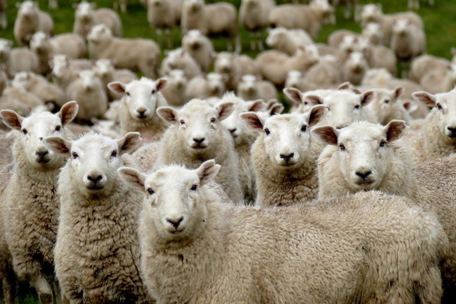 group of sheep looking at camera