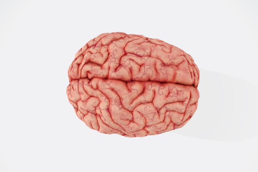 picture of the brain from above