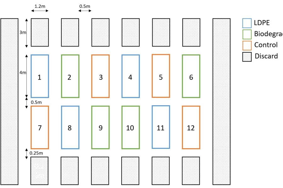 Graphic image of maize plot layout as part of research on the effect of conventional and biodegradable mulch films on soil and crop health