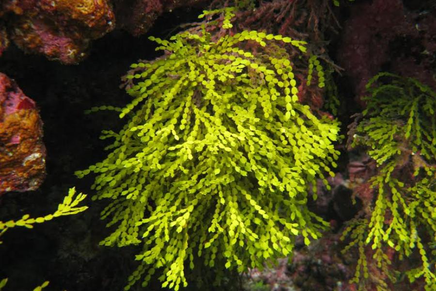 Green alga grown on coral