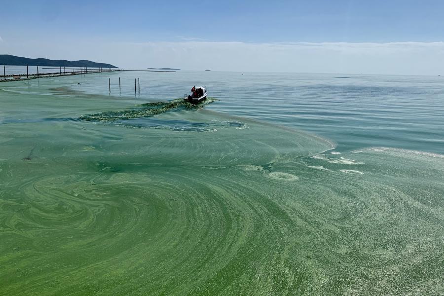 a small craft on  the lake- the water behind the boat seems to have a green film.