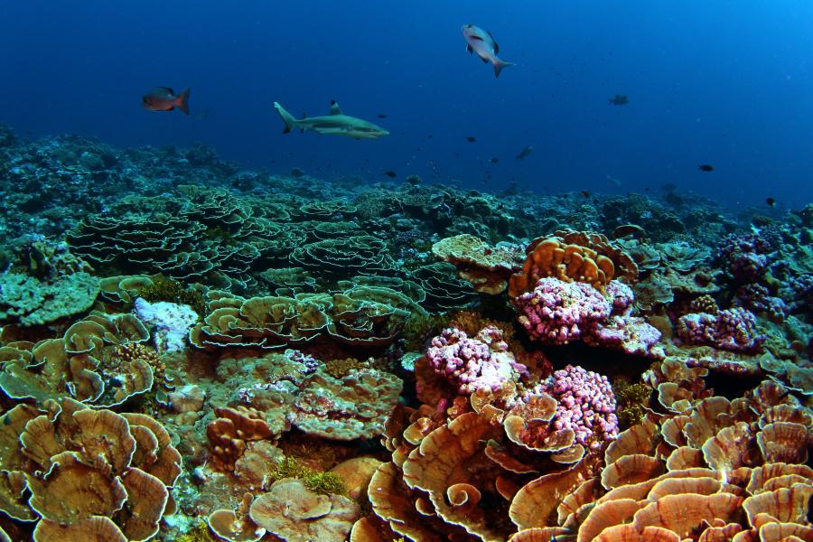 corals on the seabed  and larker fish  seen but not clearly