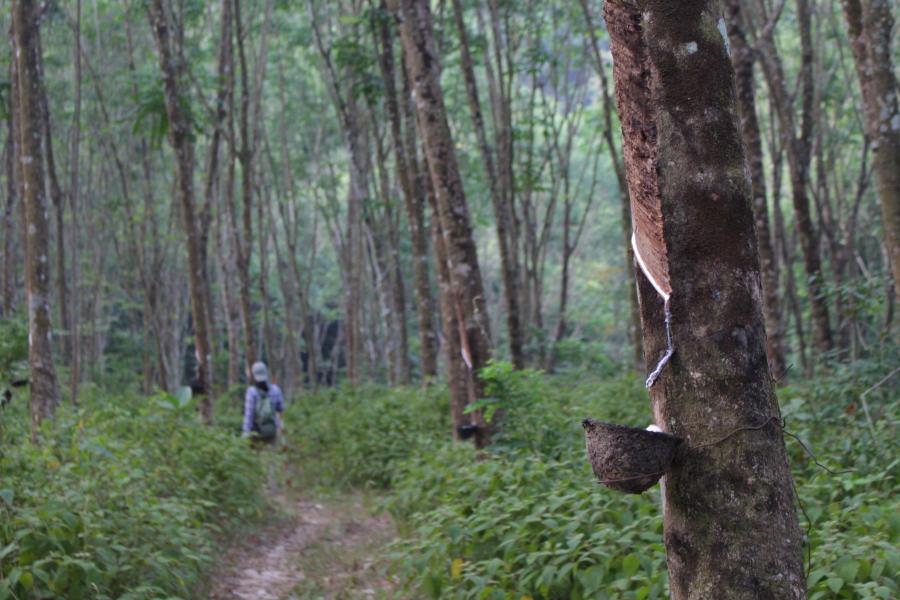 A persn seen in a rubber tree plantation being tapped for rubber.