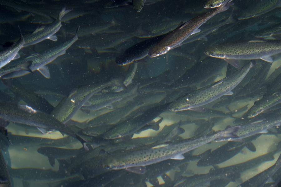  large numbers of salmon in a tank