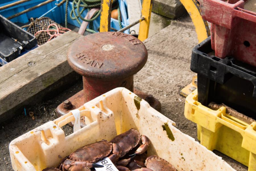 brown crabs in a box on the deck of a fishing boat