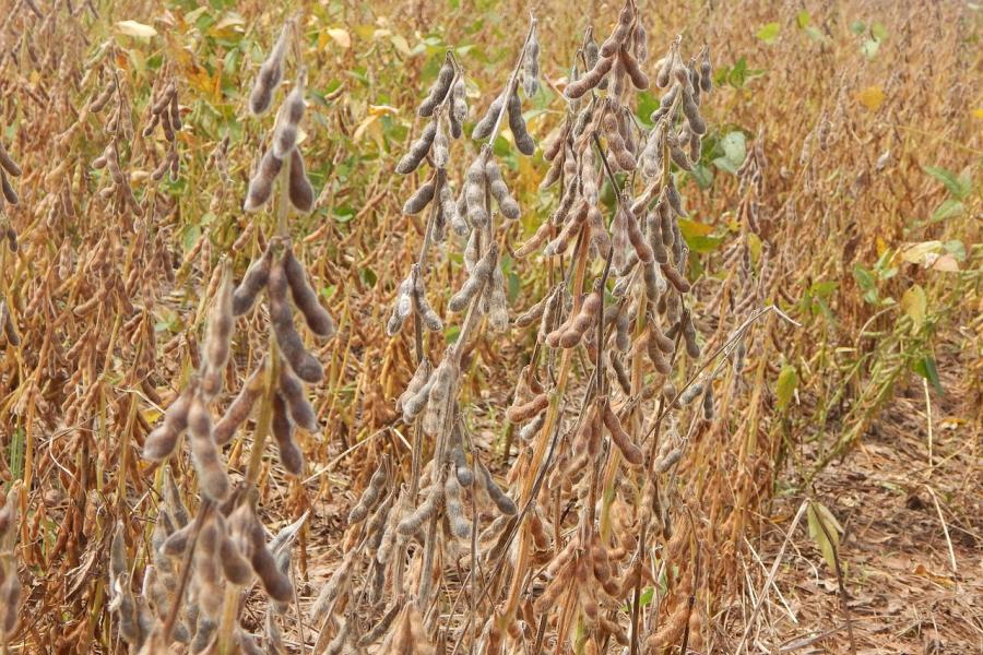 Soy beans on a plant