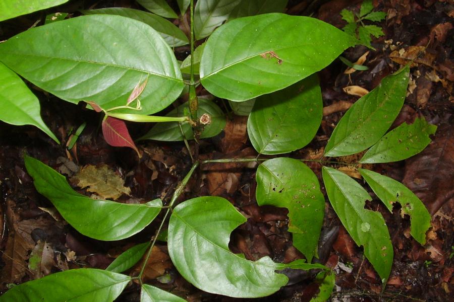 tree seedlings growing on the forest floor