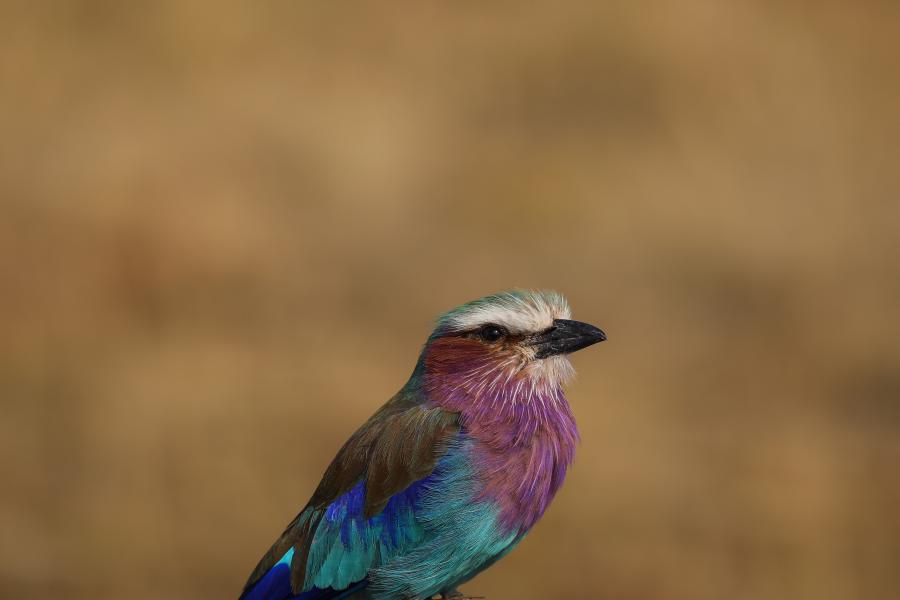 A turquoise, blue and purple bird called a lilac breasted roller standing on a branch. Taken by Owen Eaton during his placement year in Kenya.