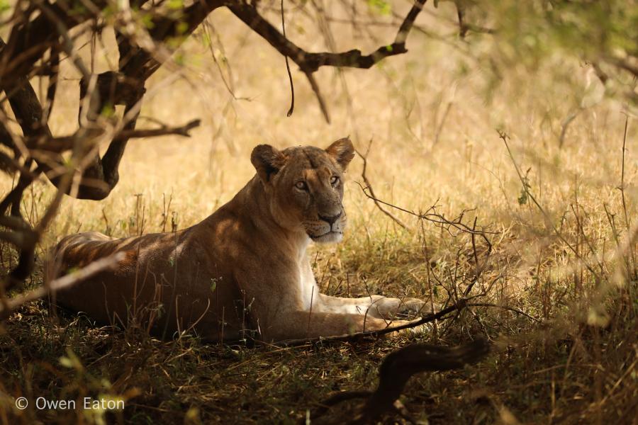 Lioness lying down in the shade of a tree, taken by Owen Eaton during his placement year in Kenya