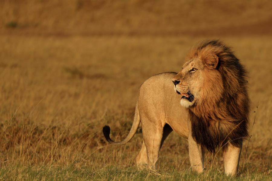 A lion in Kenya, taken by Owen Eaton during his placement year in Kenya