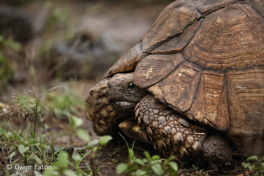 A tortoise on the ground, taken by Owen Eaton during his placement year in Kenya