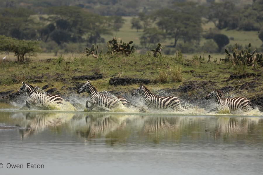 Zebra leaping through water, taken by Owen Eaton during his placement year in Kenya