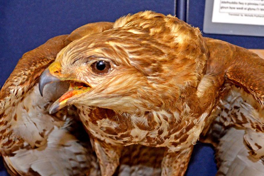 A bird of prey at the Bangor Science Festival