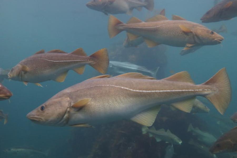 Atlantic cod ( in an aquarium)