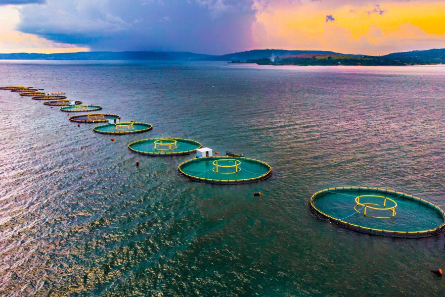  a row of fish cages in the sea
