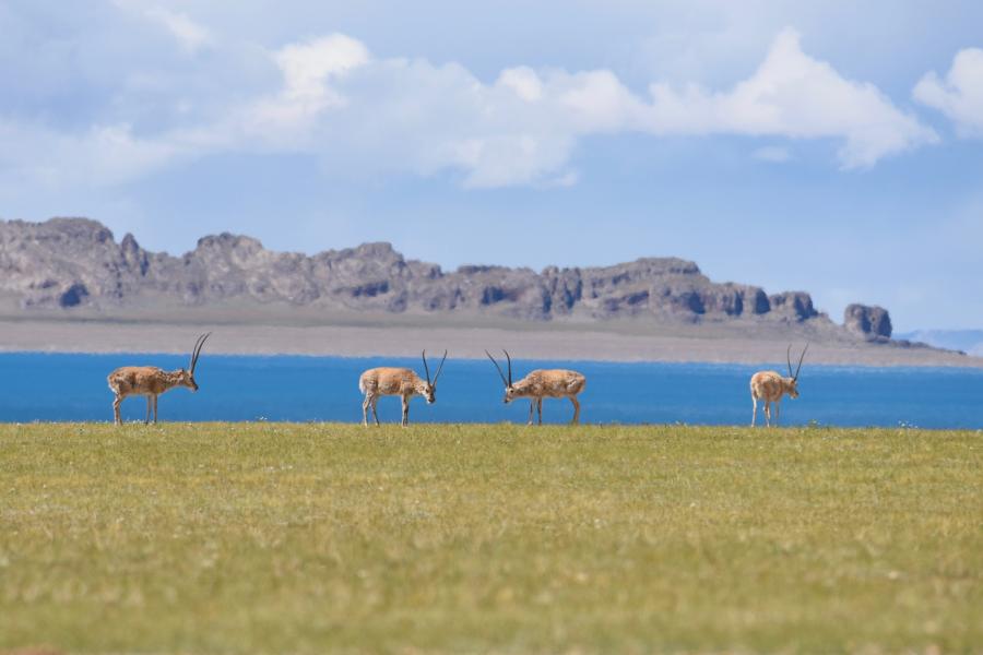 four antelope graze in front of a lake and distant peaks