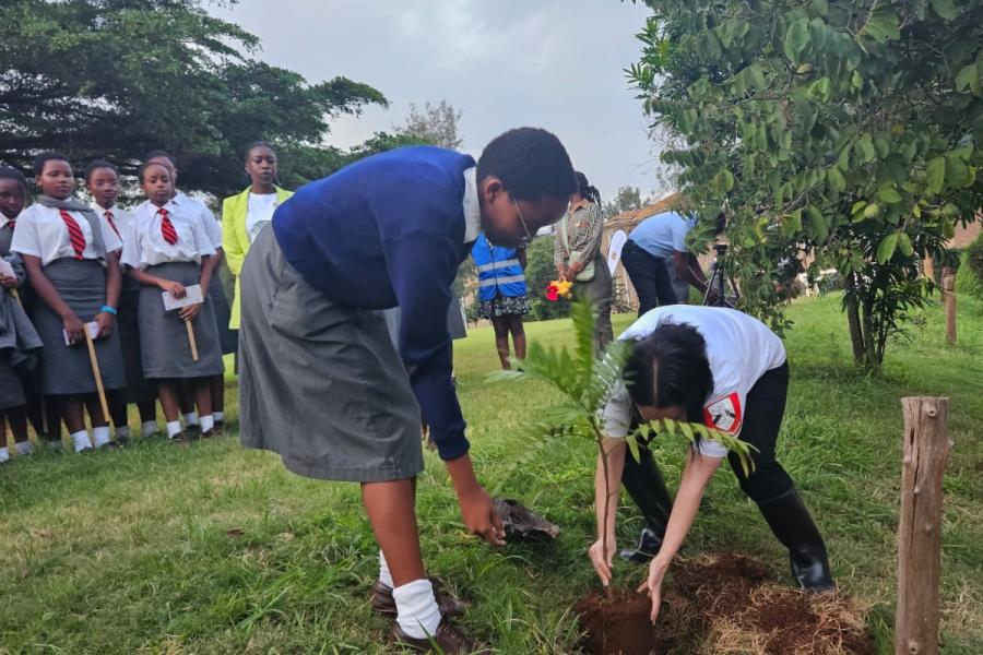 Kenya planting