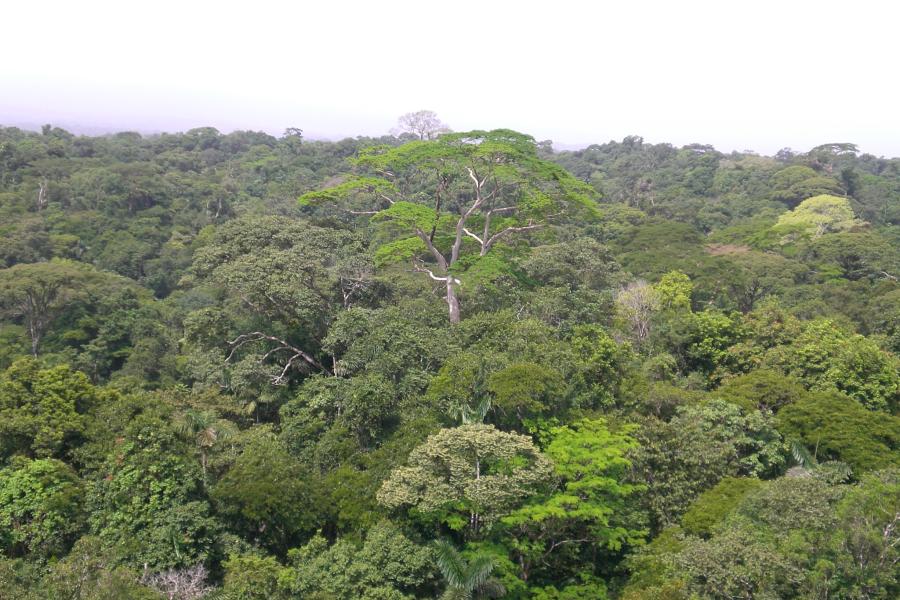 a forest canopy of various shades of green