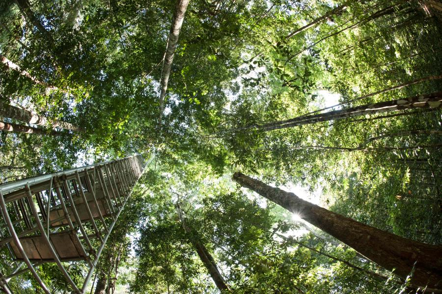 A forest canopy and access ladder viewed from the ground up