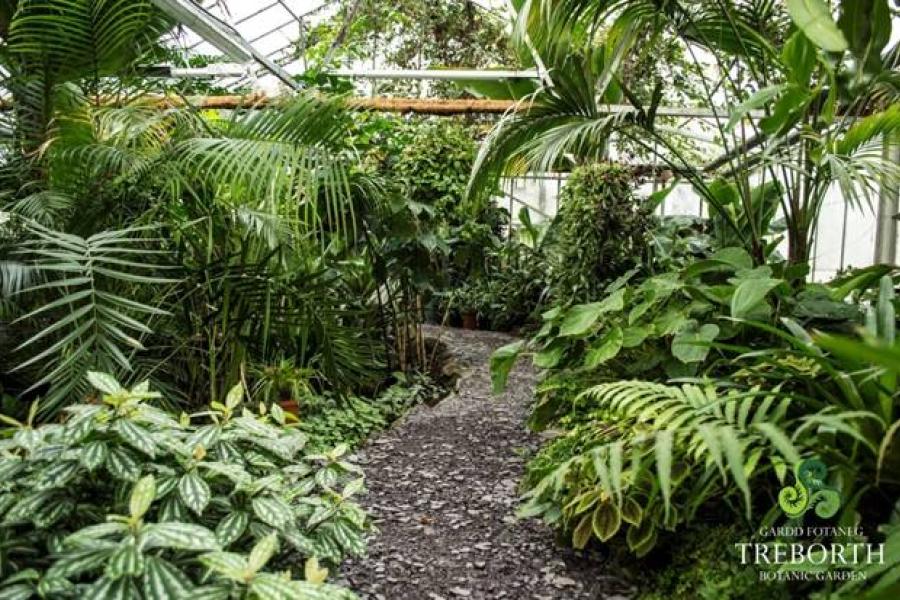 green plants along a pathway 